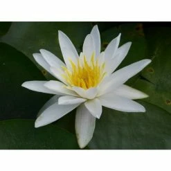 Nymphaea 'Alba' | Water Lily 10 Nymphaea 'Alba' | Water Lily -August Plants Shop PL0982 add image 3 0a19