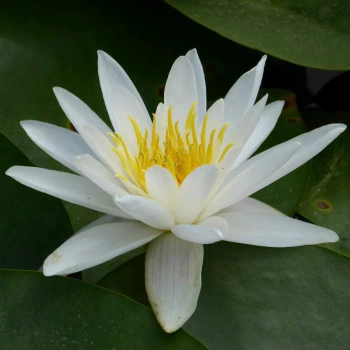 Nymphaea 'Alba' | Water Lily 2 Nymphaea 'Alba' | Water Lily - Image 2