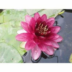 Nymphaea 'Almost Black' | Water Lily -August Plants Shop PL0984 add image 3 3b91