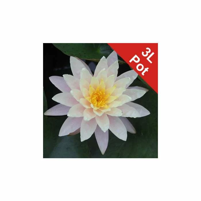 Large Water Lily 'Barbara Dobbins' - Nymphaea ‘Barbara Dobbins’ - 3L Pot 1 Large Water Lily 'Barbara Dobbins' - Nymphaea ‘Barbara Dobbins’ - 3L Pot