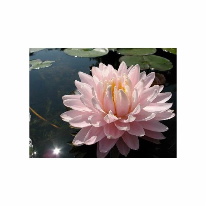 Large Water-Lily 'Gloire du Temple-sur-Lot' Nymphaea 'Gloire du Temple-sur-Lot' - 3L Pot 3 Large Water-Lily 'Gloire du Temple-sur-Lot' Nymphaea 'Gloire du Temple-sur-Lot' - 3L Pot - Image 3