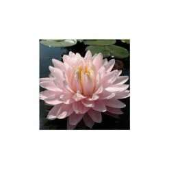 Large Water-Lily 'Gloire du Temple-sur-Lot' Nymphaea 'Gloire du Temple-sur-Lot' - 3L Pot
