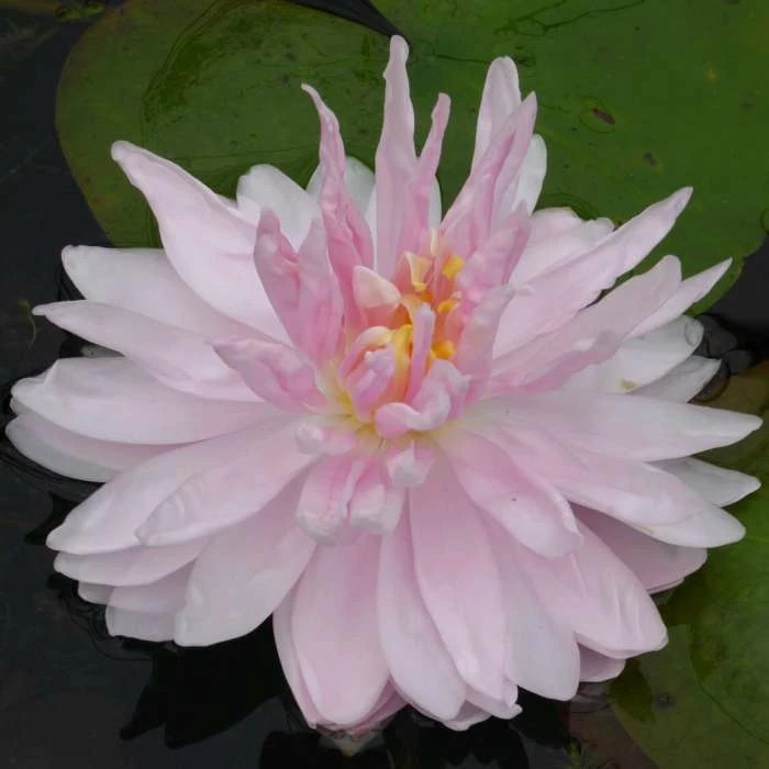 Large Water-Lily 'Gloire du Temple-sur-Lot' Nymphaea 'Gloire du Temple-sur-Lot' - 3L Pot 2 Large Water-Lily 'Gloire du Temple-sur-Lot' Nymphaea 'Gloire du Temple-sur-Lot' - 3L Pot - Image 2