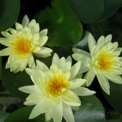Large Water Lily 'Lemon Mist' - Nymphaea ‘Lemon Mist’ - 3L Pot 6 Large Water Lily 'Lemon Mist' - Nymphaea ‘Lemon Mist’ - 3L Pot -August Plants Shop PL1012 add image 1 b38e
