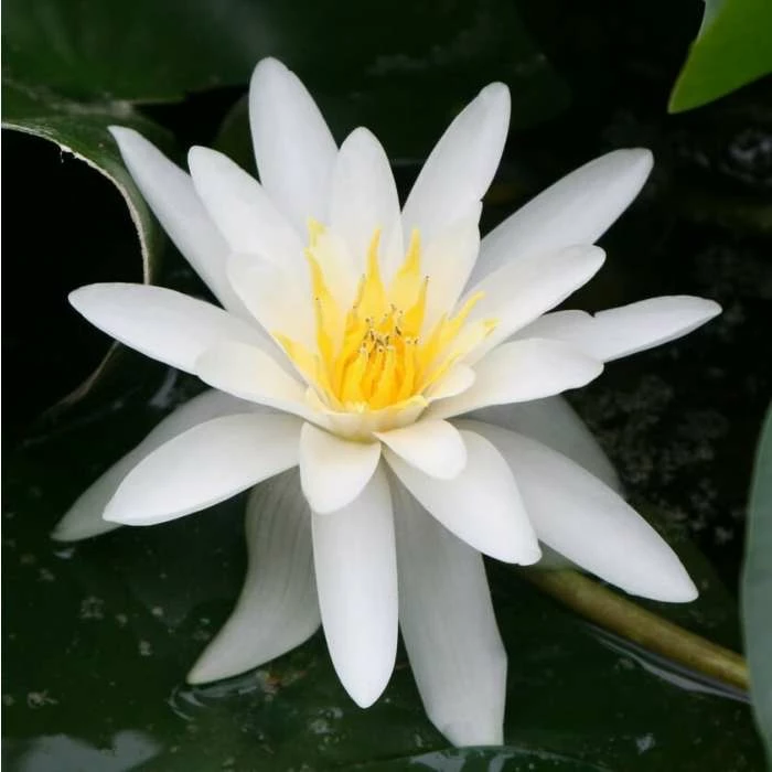 Large Water Lily 'Marliacea Albida' Nymphaea 'Marliacea Albida' - 3L Pot 2 Large Water Lily 'Marliacea Albida' Nymphaea 'Marliacea Albida' - 3L Pot - Image 2