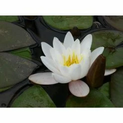 Nymphaea 'Marliacea 'Carnea' | Water Lily -August Plants Shop PL1016 add image 1 d1e0