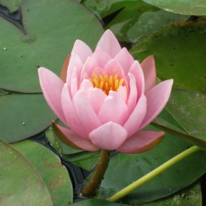 Large Water Lily 'Marliacea Rosea' Nymphaea 'Marliacea Rosea' - 3L Pot 2 Large Water Lily 'Marliacea Rosea' Nymphaea 'Marliacea Rosea' - 3L Pot - Image 2