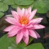 Nymphaea 'Mayla' | Water Lily