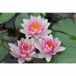 Large Water Lily 'Mrs Richmond' Nymphaea 'Mrs Richmond' - 3L Pot 9 Large Water Lily 'Mrs Richmond' Nymphaea 'Mrs Richmond' - 3L Pot -August Plants Shop PL1022 add image 1 e539