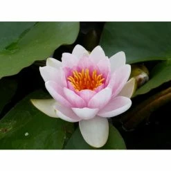 Large Water Lily 'Mrs Richmond' Nymphaea 'Mrs Richmond' - 3L Pot 10 Large Water Lily 'Mrs Richmond' Nymphaea 'Mrs Richmond' - 3L Pot -August Plants Shop PL1022 add image 2 c947