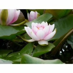 Large Water Lily 'Mrs Richmond' Nymphaea 'Mrs Richmond' - 3L Pot 11 Large Water Lily 'Mrs Richmond' Nymphaea 'Mrs Richmond' - 3L Pot -August Plants Shop PL1022 add image 3 20b6