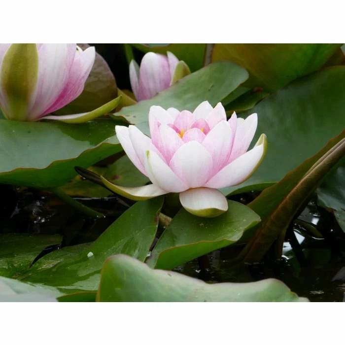 Large Water Lily 'Mrs Richmond' Nymphaea 'Mrs Richmond' - 3L Pot 5 Large Water Lily 'Mrs Richmond' Nymphaea 'Mrs Richmond' - 3L Pot - Image 5