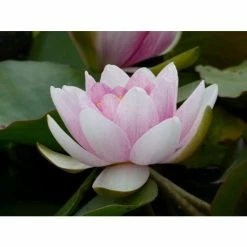 Large Water Lily 'Mrs Richmond' Nymphaea 'Mrs Richmond' - 3L Pot 12 Large Water Lily 'Mrs Richmond' Nymphaea 'Mrs Richmond' - 3L Pot -August Plants Shop PL1022 add image 4 d8fe