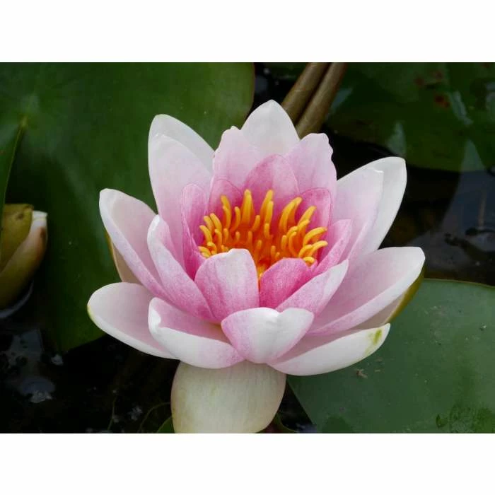 Large Water Lily 'Mrs Richmond' Nymphaea 'Mrs Richmond' - 3L Pot 7 Large Water Lily 'Mrs Richmond' Nymphaea 'Mrs Richmond' - 3L Pot - Image 7