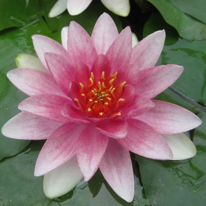 Large Water Lily 'Mrs Richmond' Nymphaea 'Mrs Richmond' - 3L Pot 1 Large Water Lily 'Mrs Richmond' Nymphaea 'Mrs Richmond' - 3L Pot