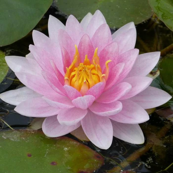 Large Water Lily 'Mrs Richmond' Nymphaea 'Mrs Richmond' - 3L Pot 2 Large Water Lily 'Mrs Richmond' Nymphaea 'Mrs Richmond' - 3L Pot - Image 2