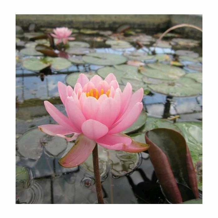 Large Fragrant Water Lily 'Firecrest' Nymphaea odorata 'Firecrest' - 3L Pot 2 Large Fragrant Water Lily 'Firecrest' Nymphaea odorata 'Firecrest' - 3L Pot - Image 2