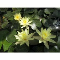 Large Fragrant Water Lily 'Sulphurea' - Nymphaea odorata 'Sulphurea' - 3L Pot 5 Large Fragrant Water Lily 'Sulphurea' - Nymphaea odorata 'Sulphurea' - 3L Pot -August Plants Shop PL1025 add image 1 0104