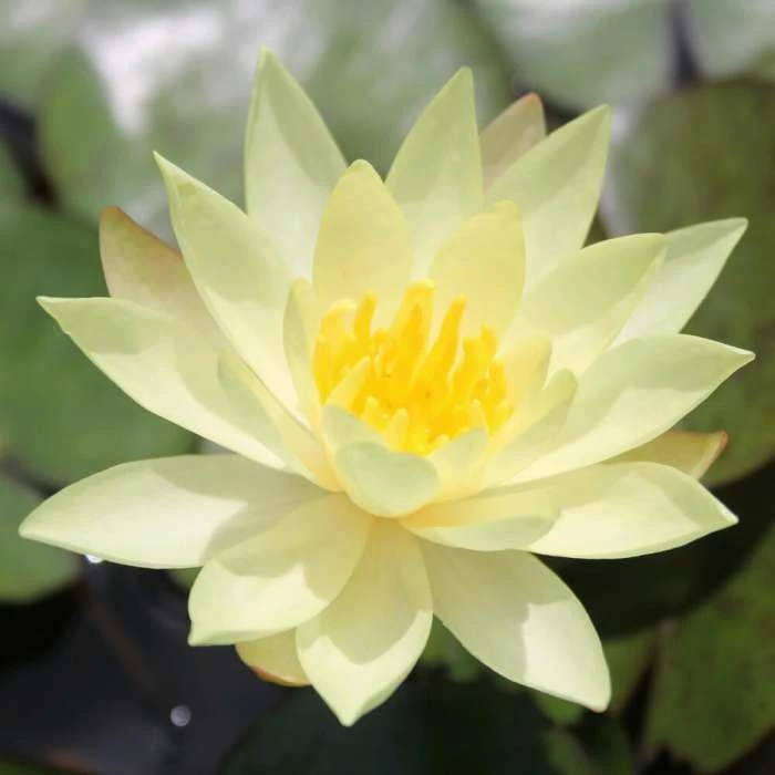 Large Fragrant Water Lily 'Sulphurea' - Nymphaea odorata 'Sulphurea' - 3L Pot 1 Large Fragrant Water Lily 'Sulphurea' - Nymphaea odorata 'Sulphurea' - 3L Pot