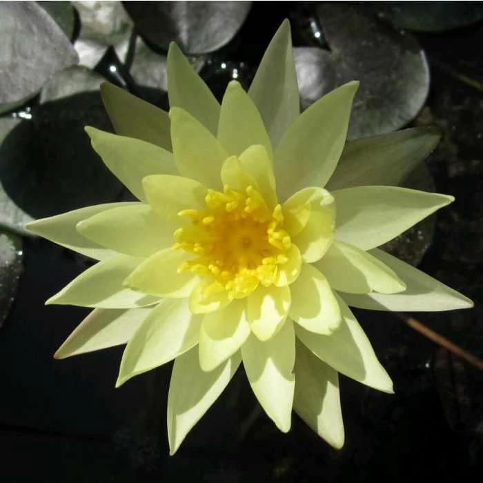 Large Fragrant Water Lily 'Sulphurea' - Nymphaea odorata 'Sulphurea' - 3L Pot 2 Large Fragrant Water Lily 'Sulphurea' - Nymphaea odorata 'Sulphurea' - 3L Pot - Image 2