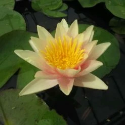 Nymphaea 'Paul Hariot' | Water Lily -August Plants Shop PL1027 add image 1 a289