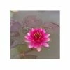 Nymphaea 'Perry's Baby Red' | Water Lily
