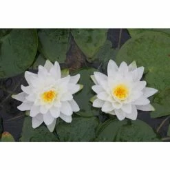 Large Water Lily 'Perry's Double White' Nymphaea 'Perry's Double White' - 3L Pot -August Plants Shop PL1030 add image 1 62a4