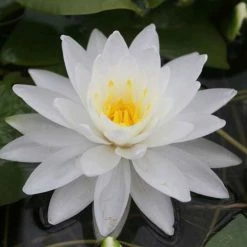 Large Water Lily 'Perry's Double White' Nymphaea 'Perry's Double White' - 3L Pot