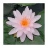 Large Water Lily 'Rose Arey' Nymphaea 'Rose Arey' - 3L Pot