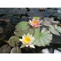 Large Water Lily 'Sioux' - Nymphaea 'Sioux' - 3L Pot -August Plants Shop PL1043 add image 1 1959