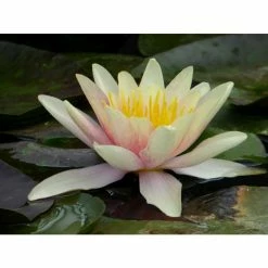 Large Water Lily 'Sioux' - Nymphaea 'Sioux' - 3L Pot -August Plants Shop PL1043 add image 2 53ae