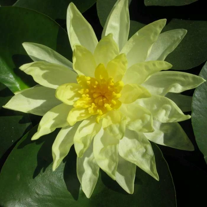 Large Water Lily 'Sun Rise' - Nymphaea 'Sun Rise' - 3L Pot 1 Large Water Lily 'Sun Rise' - Nymphaea 'Sun Rise' - 3L Pot