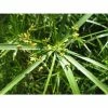Large Umbrella Plant Cyperus involucratus - 3L Pot