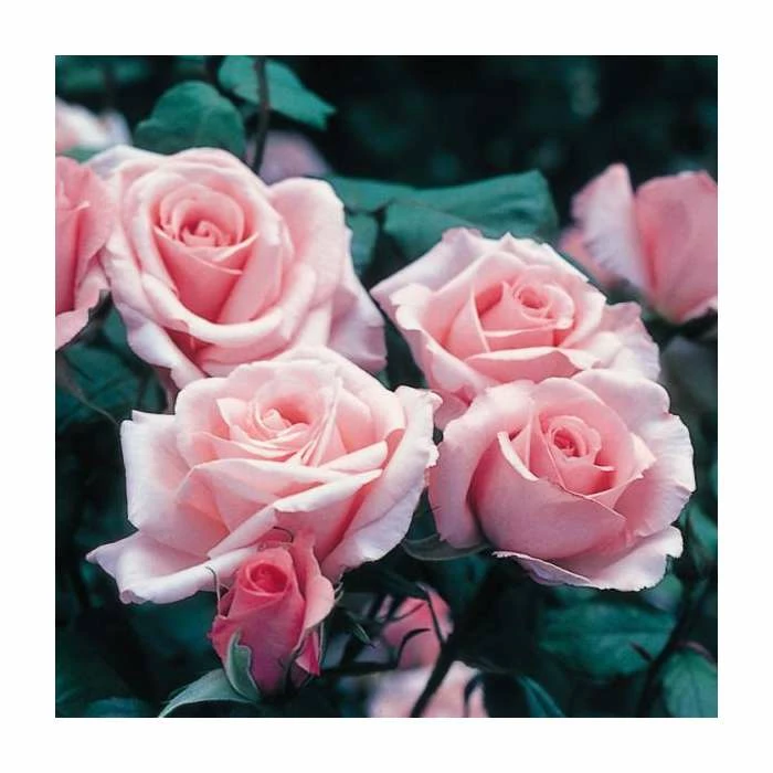 Congratulations| Hybrid Tea Rose 3 Congratulations| Hybrid Tea Rose - Image 3