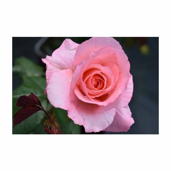 Congratulations| Hybrid Tea Rose 5 Congratulations| Hybrid Tea Rose - Image 5