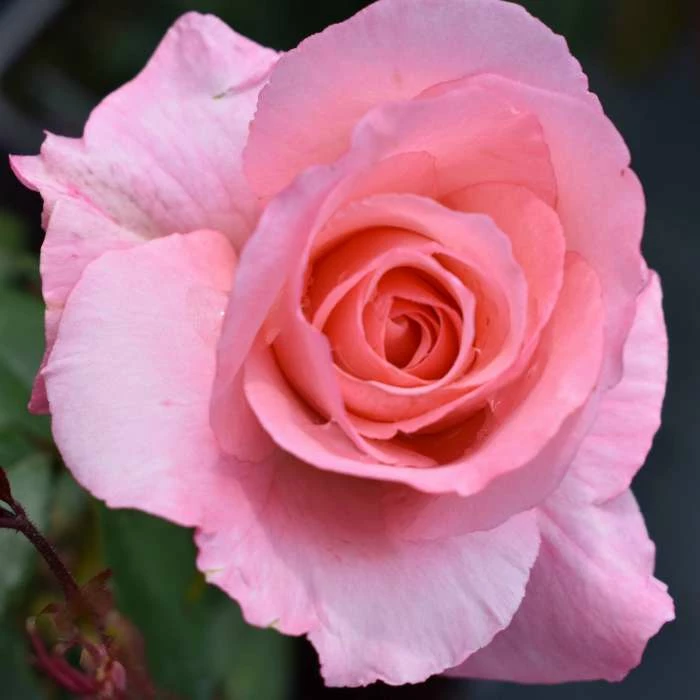 Congratulations| Hybrid Tea Rose 1 Congratulations| Hybrid Tea Rose