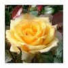 Especially For You' Bush Rose - 5.5L Pot