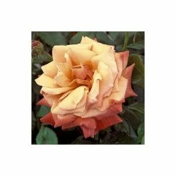 'Remember Me' Bush Rose - 5.5L Pot -August Plants Shop PL11004 add image 2 9130