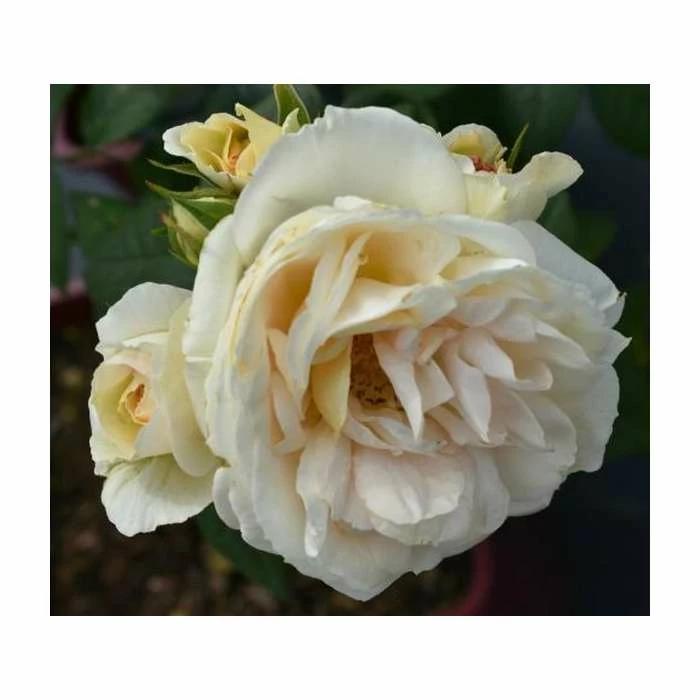 Champagne Moment' Bush Rose - 5.5L Pot 2 Champagne Moment' Bush Rose - 5.5L Pot - Image 2