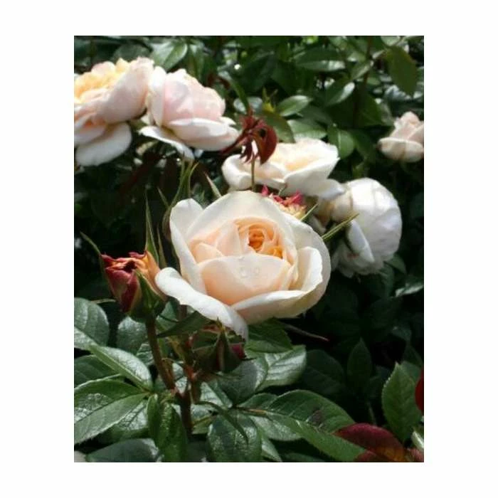 Champagne Moment' Bush Rose - 5.5L Pot 3 Champagne Moment' Bush Rose - 5.5L Pot - Image 3