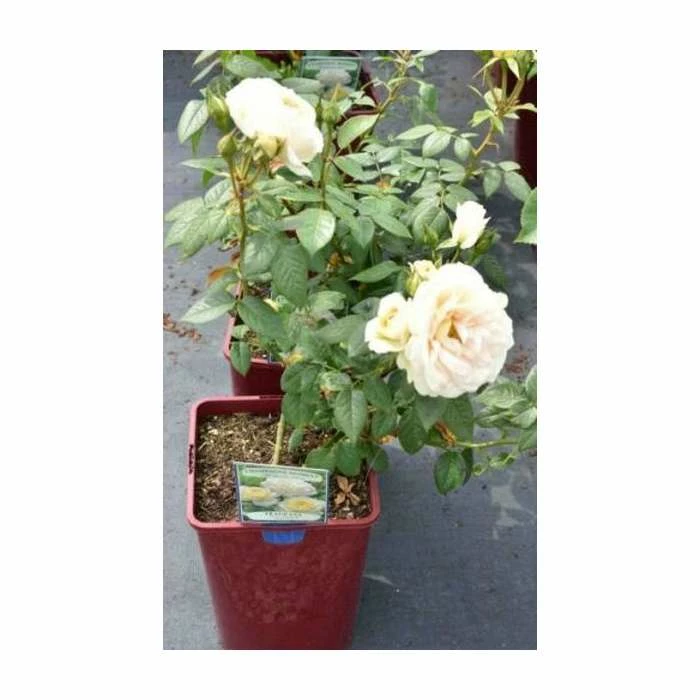 Champagne Moment' Bush Rose - 5.5L Pot 4 Champagne Moment' Bush Rose - 5.5L Pot - Image 4
