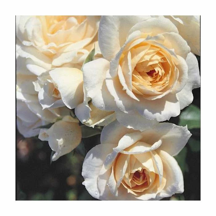 Champagne Moment' Bush Rose - 5.5L Pot 1 Champagne Moment' Bush Rose - 5.5L Pot