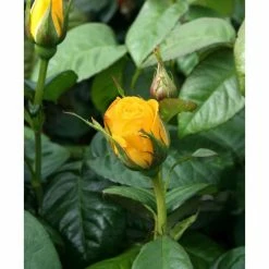 Golden Wedding' Bush Rose - 5.5L Pot -August Plants Shop PL11011 add image 1 fd9e