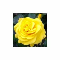 Golden Wedding' Bush Rose - 5.5L Pot -August Plants Shop PL11011 add image 2 fbde
