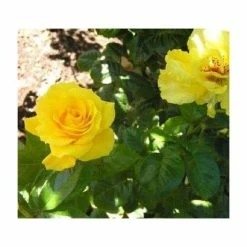 Golden Wedding' Bush Rose - 5.5L Pot -August Plants Shop PL11011 add image 3 0f6e