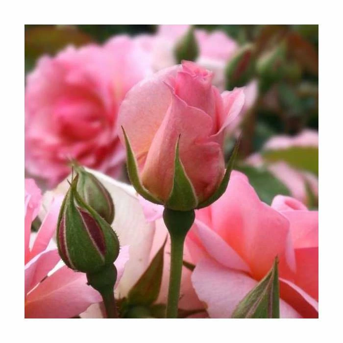 Happy Retirement | Floribunda Rose 2 Happy Retirement | Floribunda Rose - Image 2