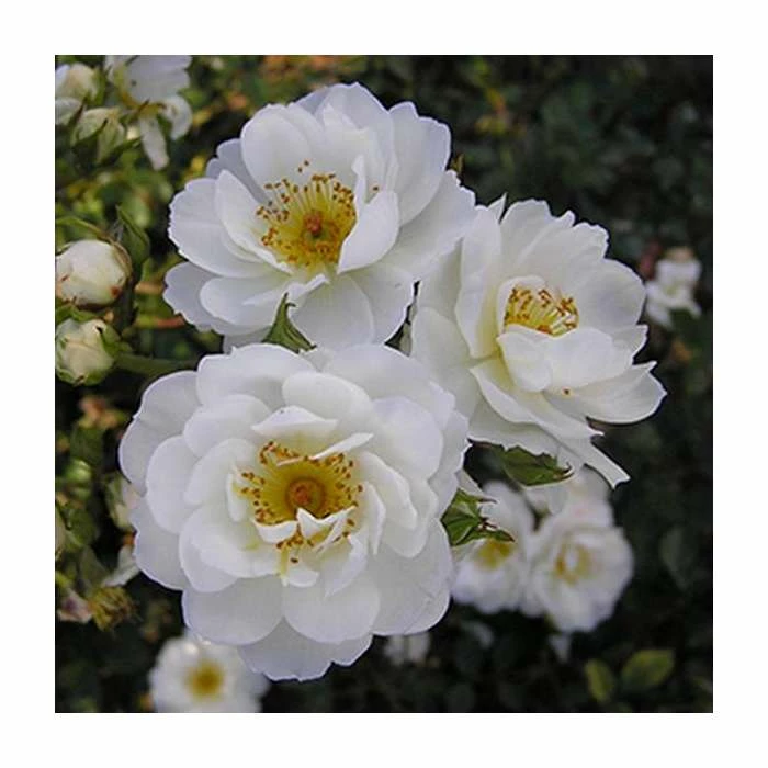 Newly Wed' Patio Rose - 5.5L Pot 1 Newly Wed' Patio Rose - 5.5L Pot