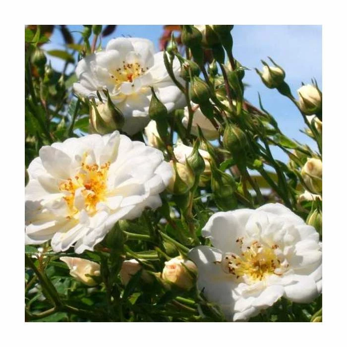 Newly Wed' Patio Rose - 5.5L Pot 2 Newly Wed' Patio Rose - 5.5L Pot - Image 2