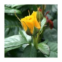 'Golden Anniversary' Patio Rose - 5.5L Pot -August Plants Shop PL11018 add image 1 5134