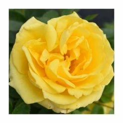 'Golden Anniversary' Patio Rose - 5.5L Pot -August Plants Shop PL11018 add image 2 0000